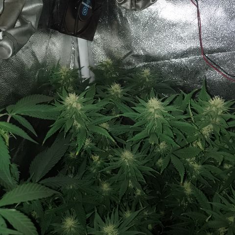 Cidreira  growlog timeline photo