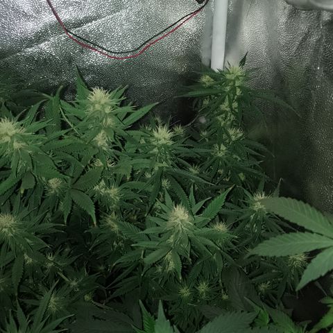 6 growlog timeline photo