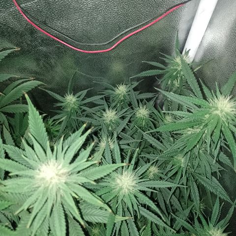 6 growlog timeline photo