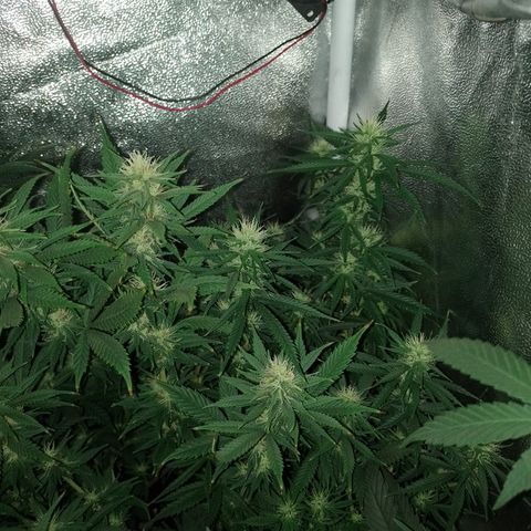 6 growlog timeline photo