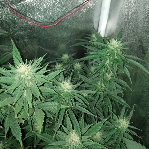 6 growlog timeline photo