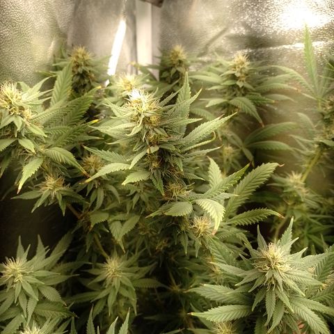 Cidreira  growlog timeline photo