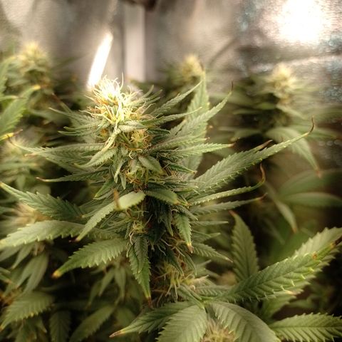 Cidreira  growlog timeline photo