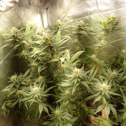 Cidreira  growlog timeline photo