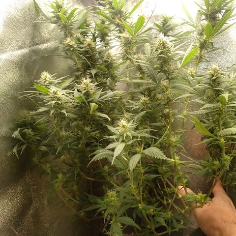 Cidreira  growlog timeline photo