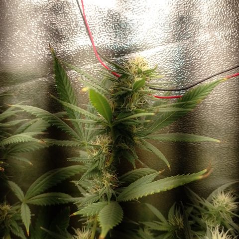 Cidreira  growlog timeline photo