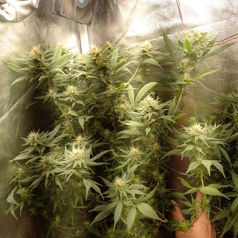 Cidreira  growlog timeline photo