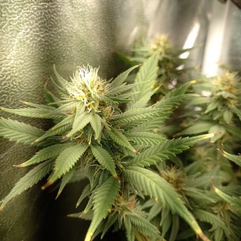 Cidreira  growlog timeline photo