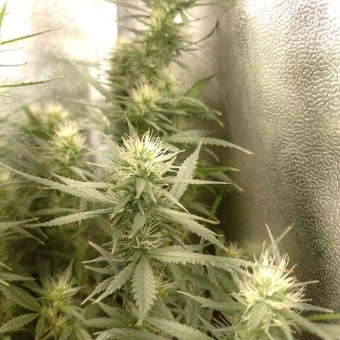 6 growlog timeline photo