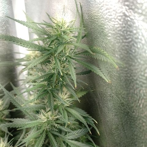 6 growlog timeline photo