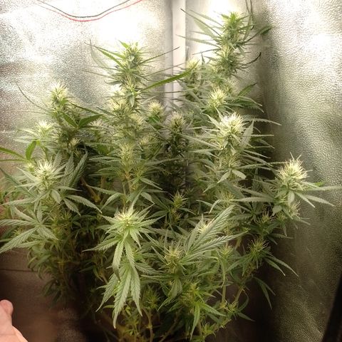 6 growlog timeline photo
