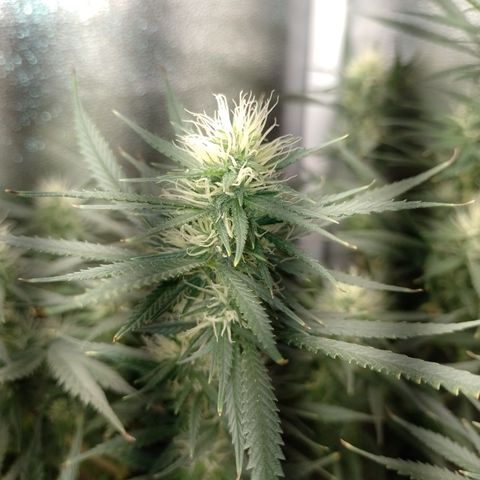 6 growlog timeline photo