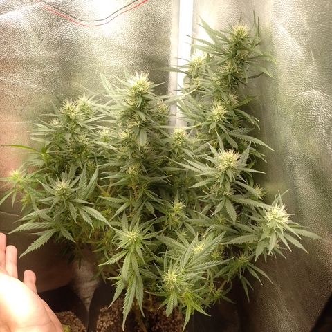 6 growlog timeline photo