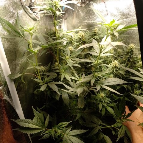 Banana Purple #8 growlog timeline photo