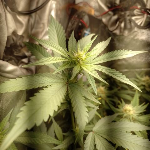 Banana Purple #8 growlog timeline photo