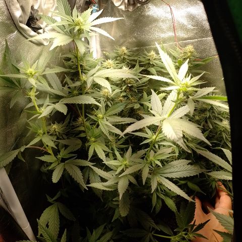 Banana Purple #8 growlog timeline photo