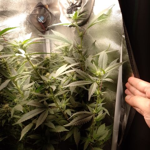 Banana Purple #10 growlog timeline photo
