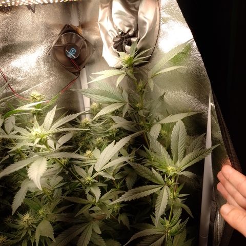 Banana Purple #10 growlog timeline photo