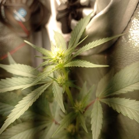 Banana Purple #10 growlog timeline photo