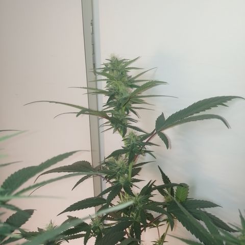 Banana Purple #8 growlog timeline photo