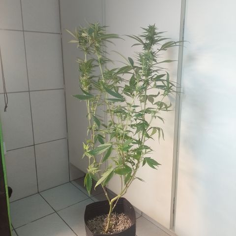 Banana Purple #8 growlog timeline photo
