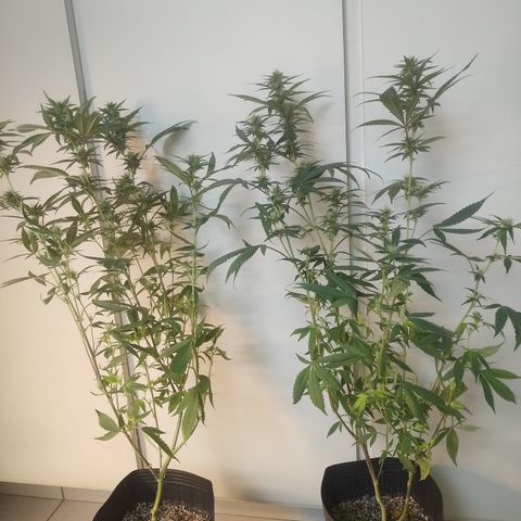 Banana Purple #10 growlog timeline photo