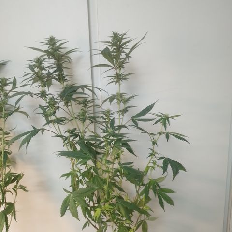 Banana Purple #10 growlog timeline photo
