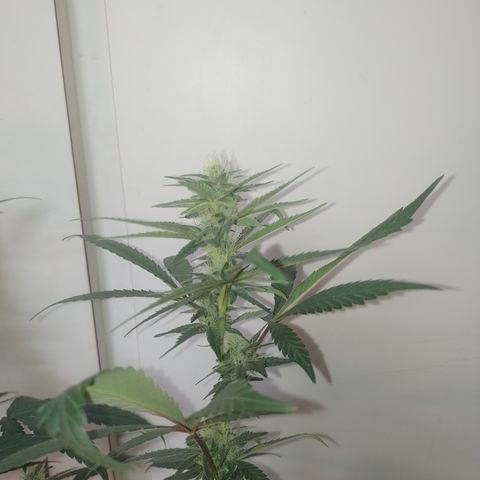 Banana Purple #10 growlog timeline photo