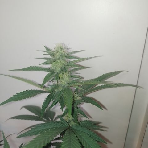 Banana Purple #10 growlog timeline photo