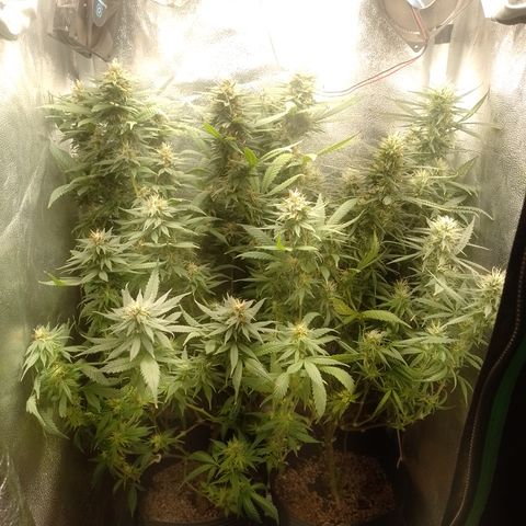 6 growlog timeline photo