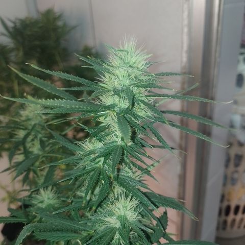6 growlog timeline photo