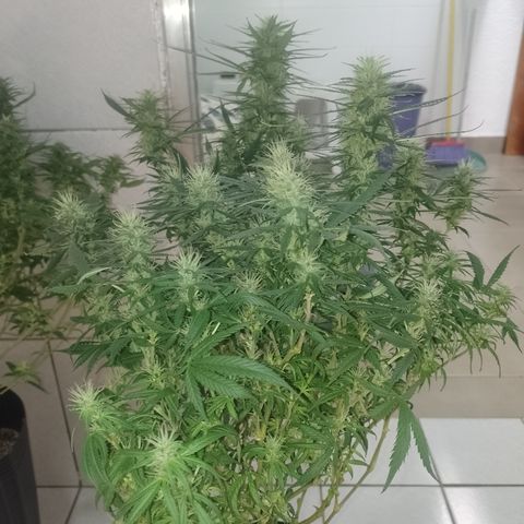 6 growlog timeline photo
