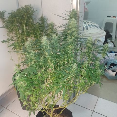 6 growlog timeline photo
