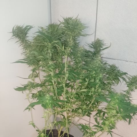 Cidreira  growlog timeline photo