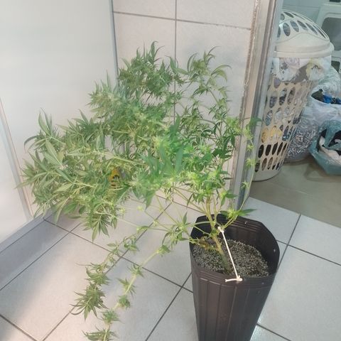 Cidreira  growlog timeline photo