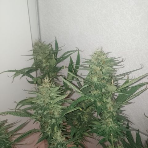 Cidreira  growlog timeline photo