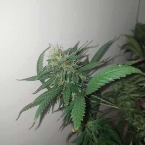 Cidreira  growlog timeline photo