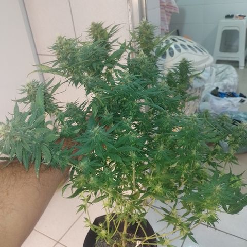 Cidreira  growlog timeline photo
