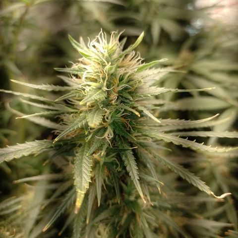 Cidreira  growlog timeline photo