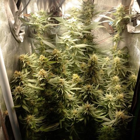 Cidreira  growlog timeline photo