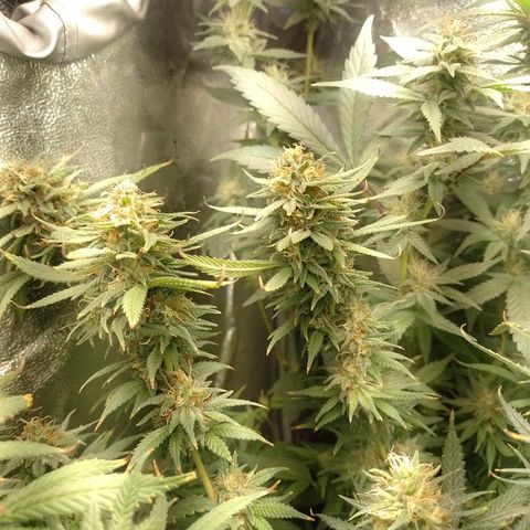 Cidreira  growlog timeline photo