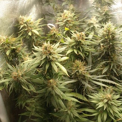 Cidreira  growlog timeline photo