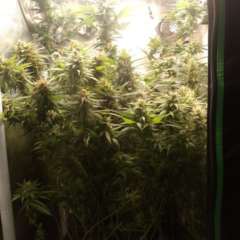 Cidreira  growlog timeline photo