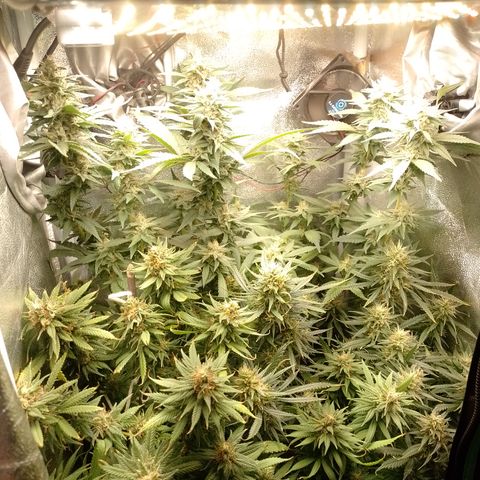 Cidreira  growlog timeline photo