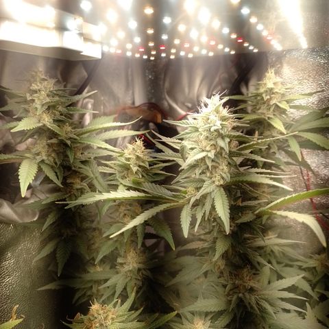 Banana Purple #10 growlog timeline photo