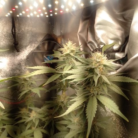 Banana Purple #8 growlog timeline photo
