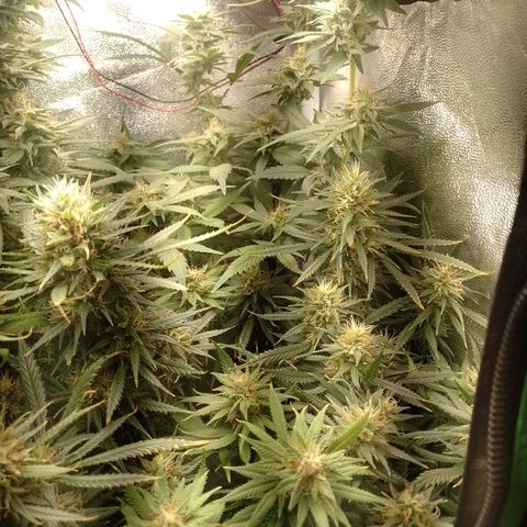 6 growlog timeline photo