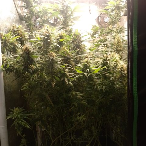 6 growlog timeline photo