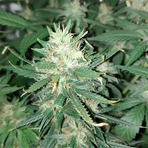 6 growlog timeline photo