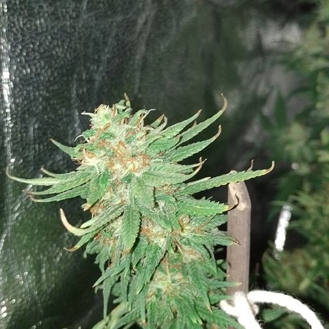 Cidreira  growlog timeline photo